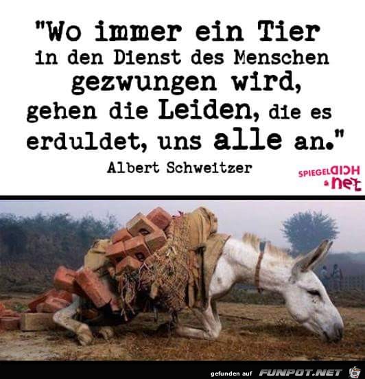 Wo immer ein Tier Wo immer ein Tier