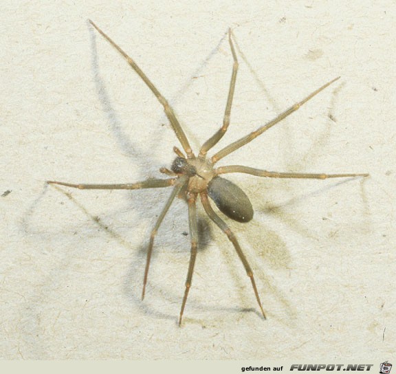 day01Spinne Brownrecluse