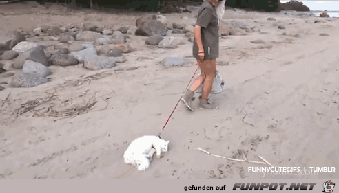 Difference Between Dogs and Cats 22 Difference Between Dogs and Cats 22