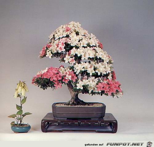 Blhende Bonsai-Bume...