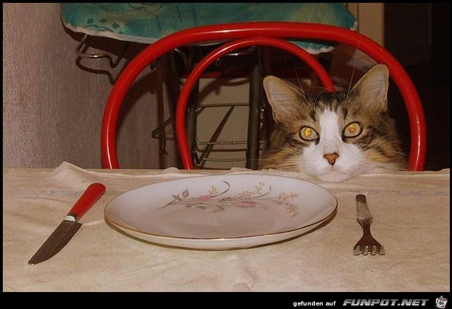 was gibts zum Essen was gibts zum Essen