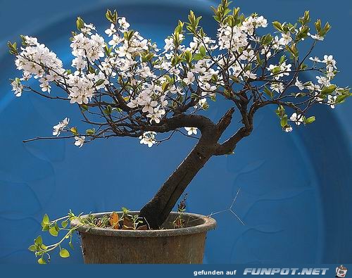 Blhende Bonsai-Bume...