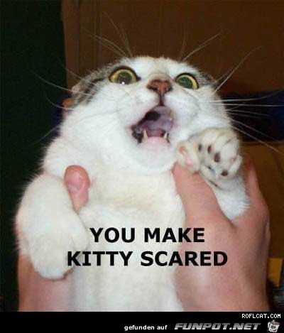 scared kitty scared kitty