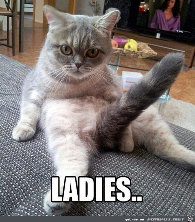 Kater Kater