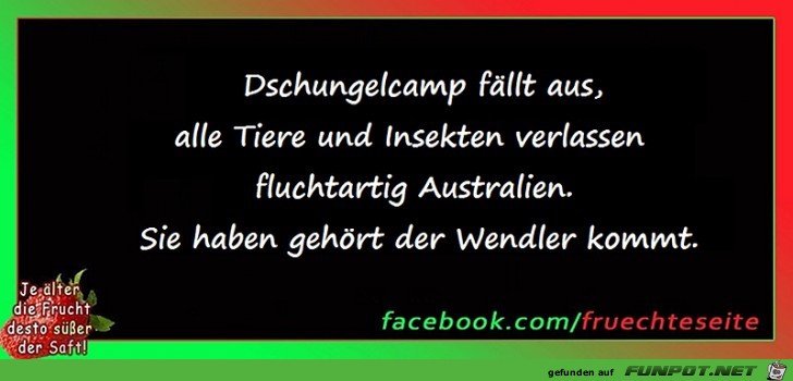 Dschungelcamp fllt aus