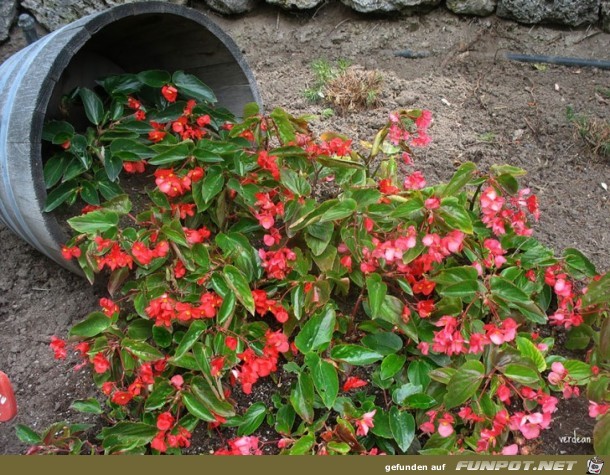 Interessante Blumen-Formationen