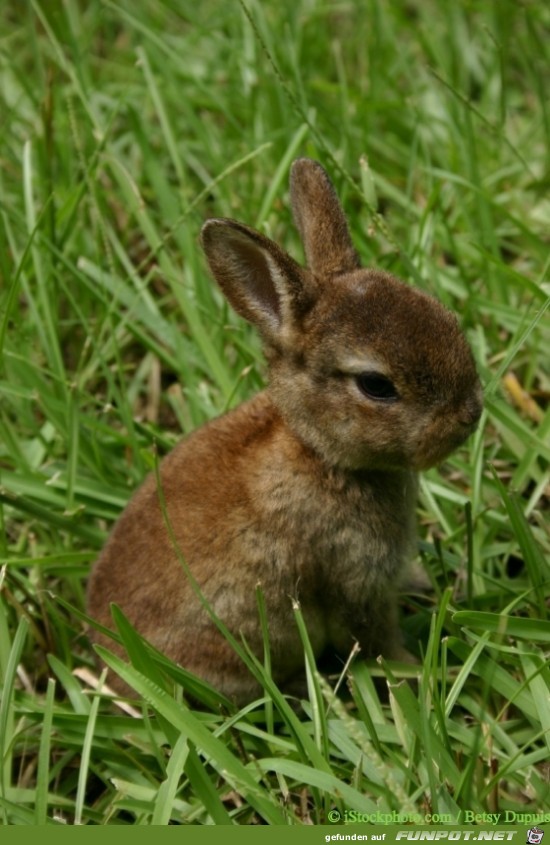 Kaninchen 3