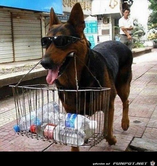 Blindenhund Blindenhund
