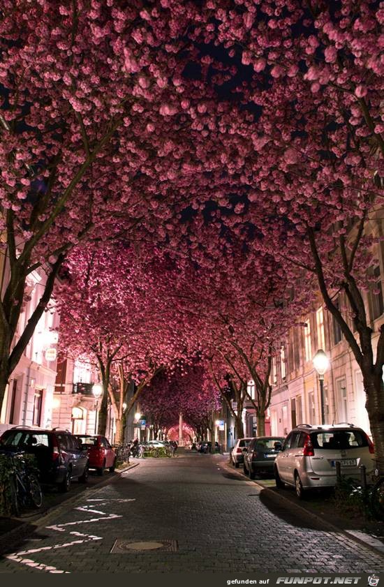 Top-10-Tree-Tunnel-10 Top-10-Tree-Tunnel-10