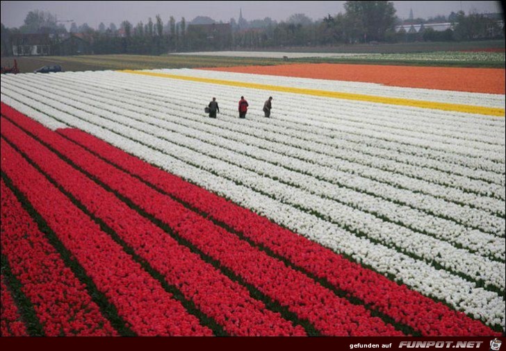 9 Millionen Tulpenzwiebeln!