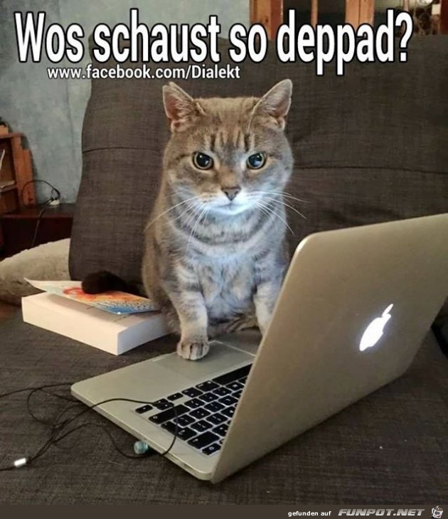 Warum schaust du so bloed Warum schaust du so bloed