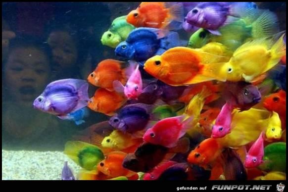 Fish Fish