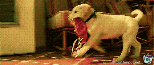 Hund trifft auf Balkontüre Hund trifft auf Balkontüre