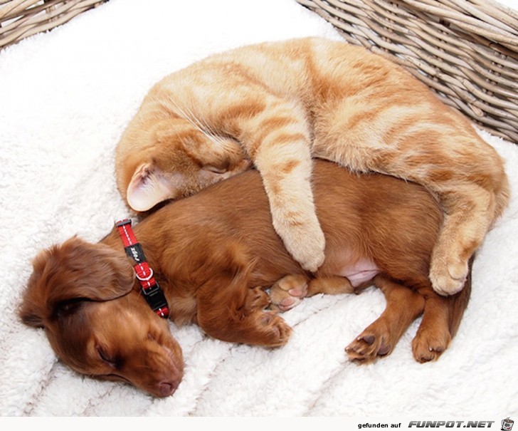 Hunde und Katzen - Tolle Freundschaft!