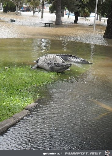 Queensland berschwemmungen - (Ich wrde...