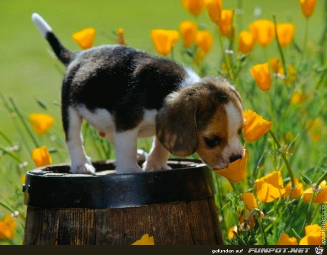 wirklich herzige Hundebabys!