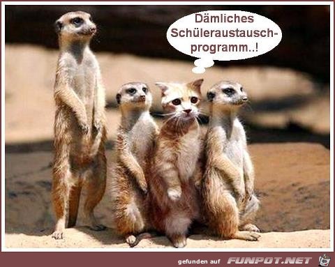 Schüleraustausch Schüleraustausch