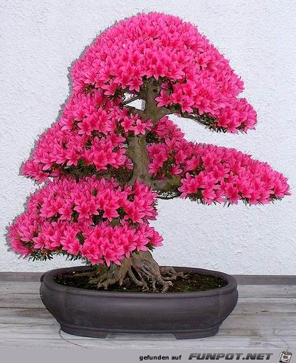 Blhende Bonsai-Bume...