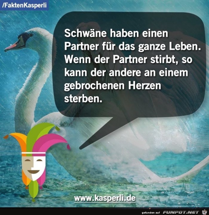 schwaene schwaene