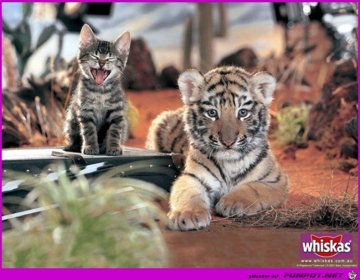 Whiskas Whiskas