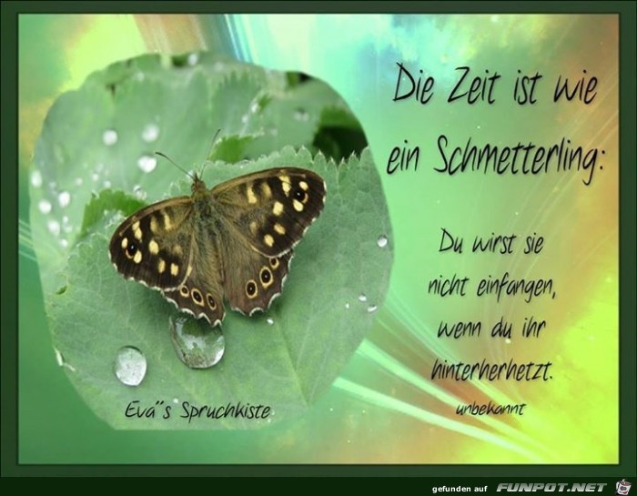 Schmetterling