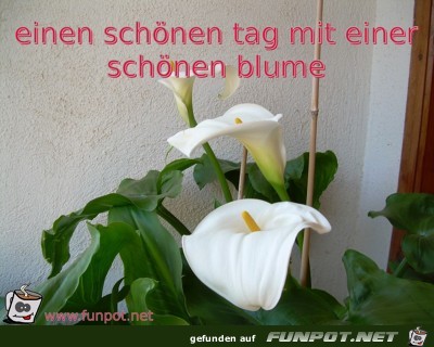 einen schoenen tag mit einer schoenen blume