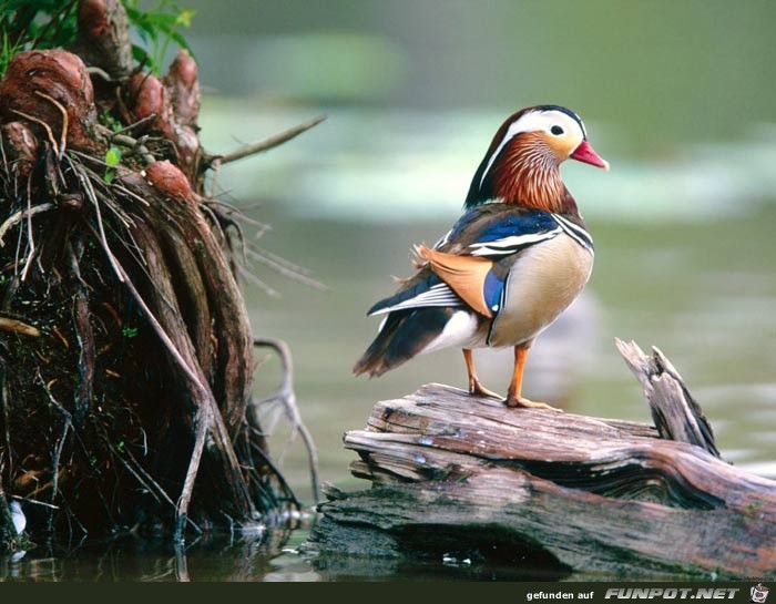 Farben, die nur Mutter Natur selbst schaffen kann ....