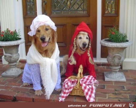 noch mehr Bilder, wie arme Hundchen zu Halloween...