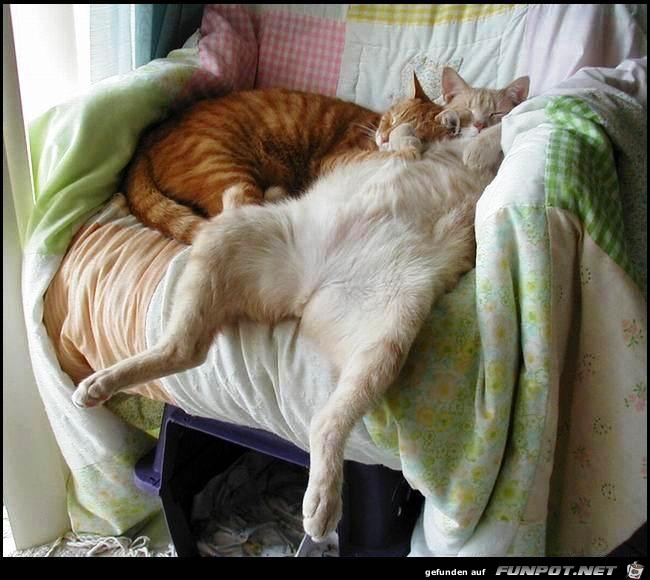 Siesta23 Siesta23