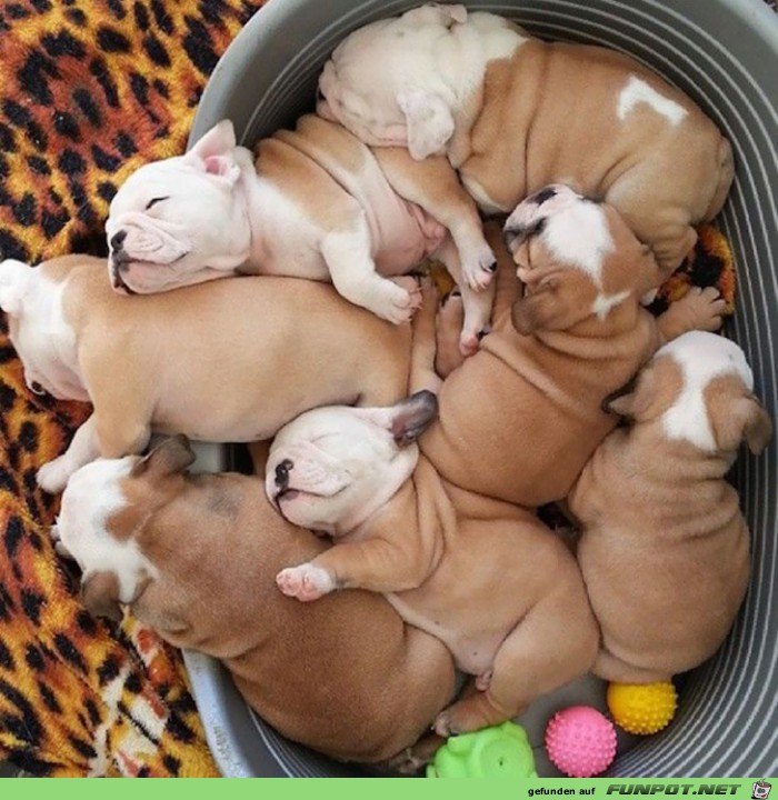 Diese Bulldoggen-Babys sind doch wirklich zum Knutschen.