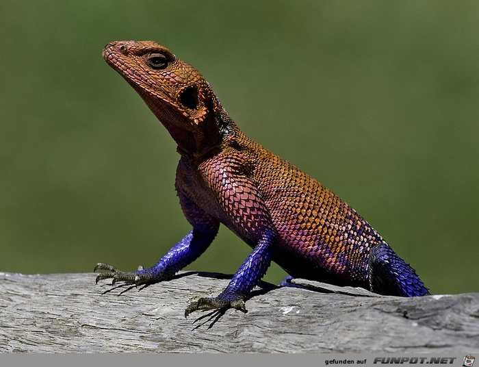 Besonders farbenpraechtige Tiere 8 Besonders farbenpraechtige Tiere 8