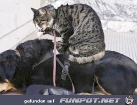 nette Tierbilder