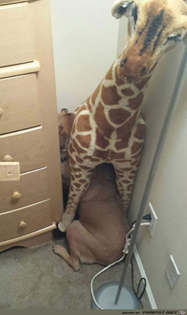 14 funny-dog-hiding-under-stuffed-toy 14 funny-dog-hiding-under-stuffed-toy