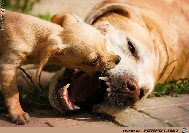 wirklich herzige Hundebabys!