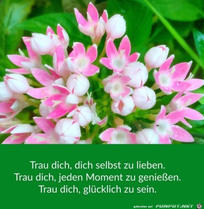 trau dich trau dich