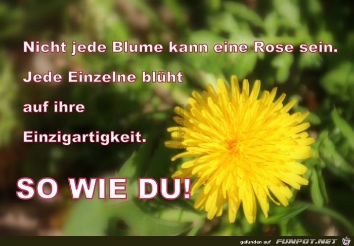 so wie du