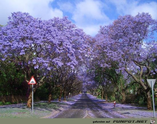 Top-10-Tree-Tunnel-02