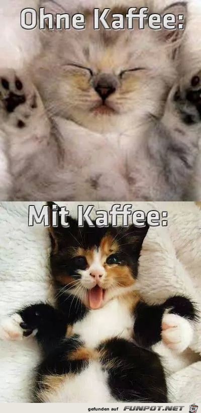 ohne und mit Kaffee ohne und mit Kaffee
