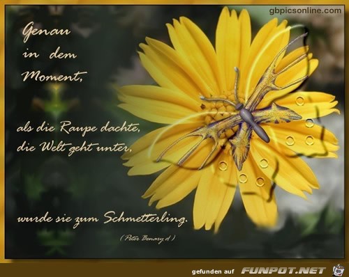 Schmetterling Schmetterling
