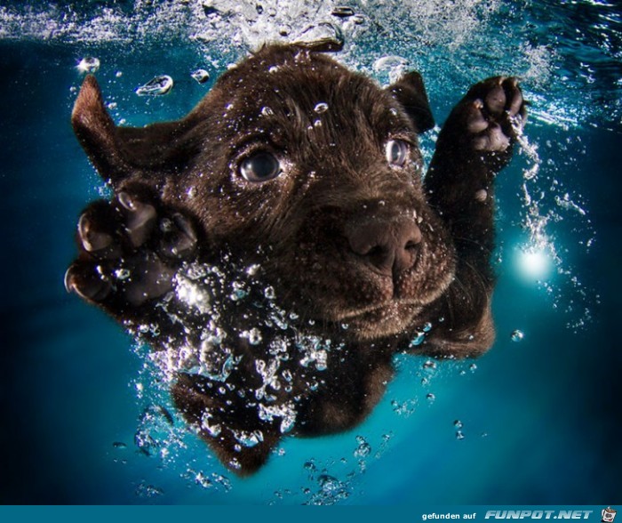 Welpen unter Wasser 7 Welpen unter Wasser 7