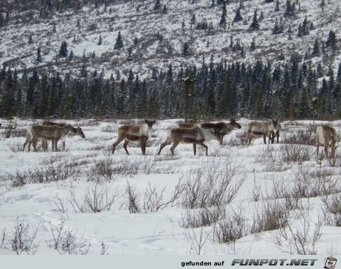 Herd of cariboo and alaska pipeline in April 2013