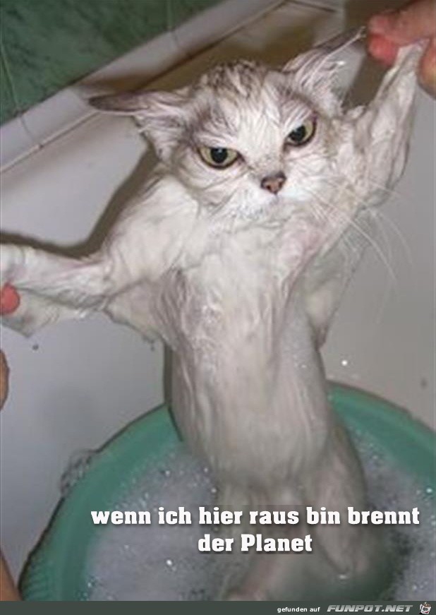 wenn Katzen hassen