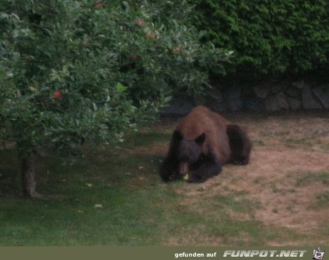 Bren, die in meinen Garten kommen in North...