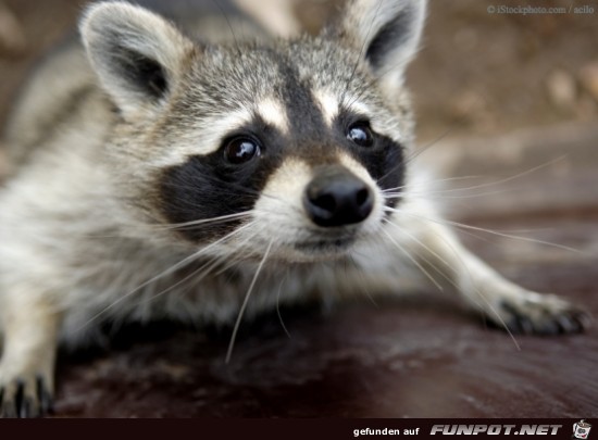 Waschbär 8 Waschbär 8