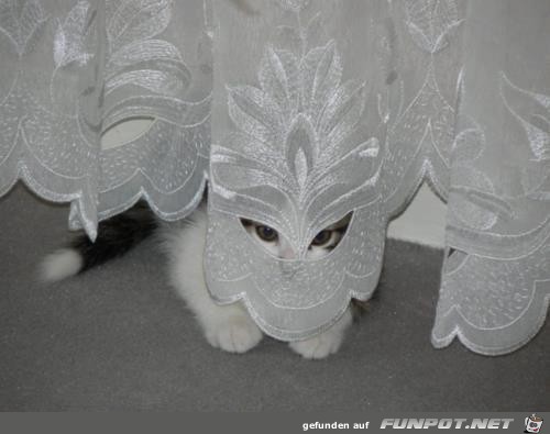 Talibankatze Talibankatze