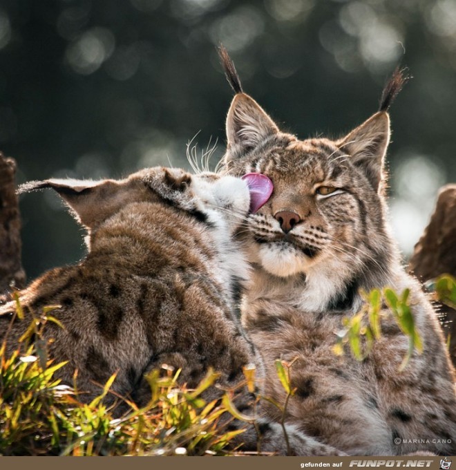 Tiere in freier Wildbahn 9