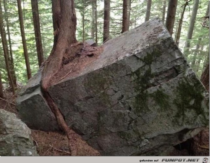 ein Baum zwischen Steinen