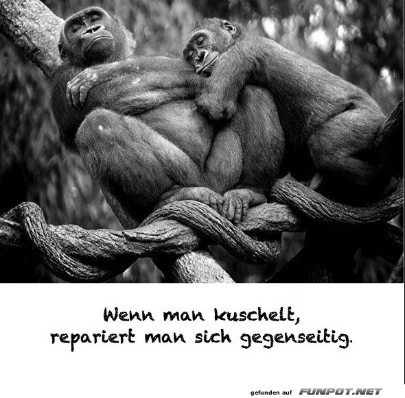 herzige Tierbilder herzige Tierbilder
