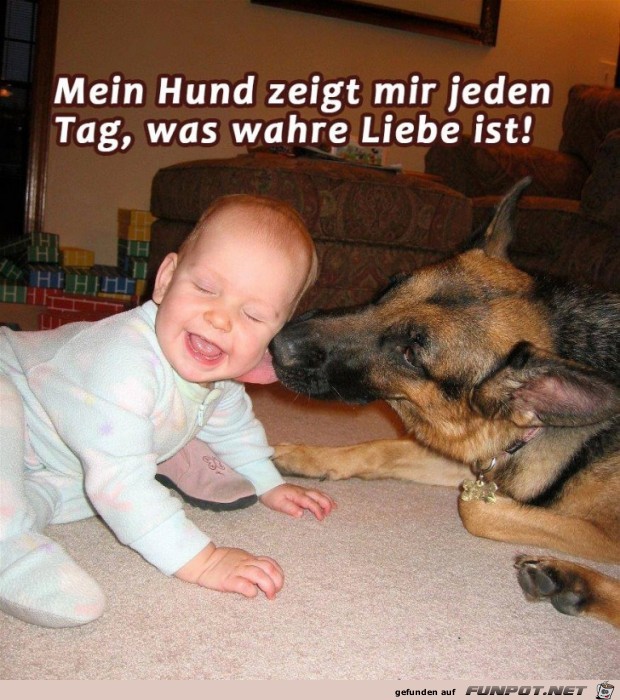 Mein Hund