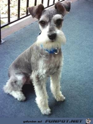 Schnauzer Schnauzer